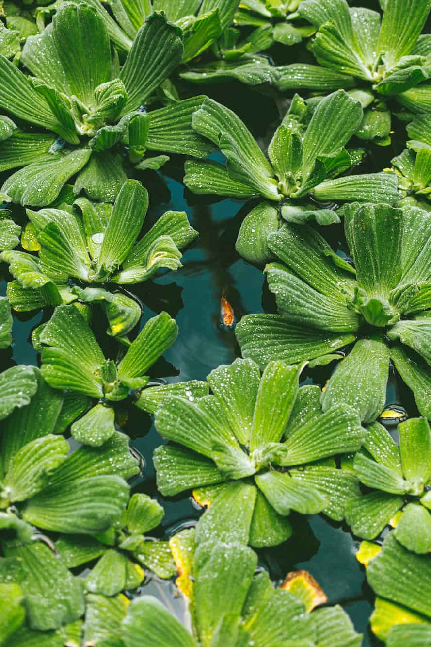 Aquaponie sous serre : l’équilibre naturel entre poissons et plantes