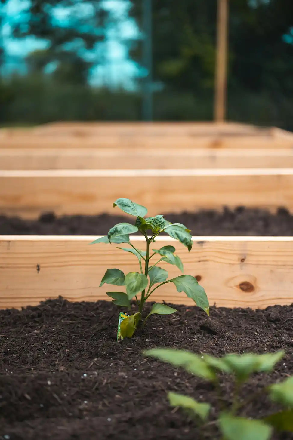 Que planter dans sa serre en automne pour des cultures réussies