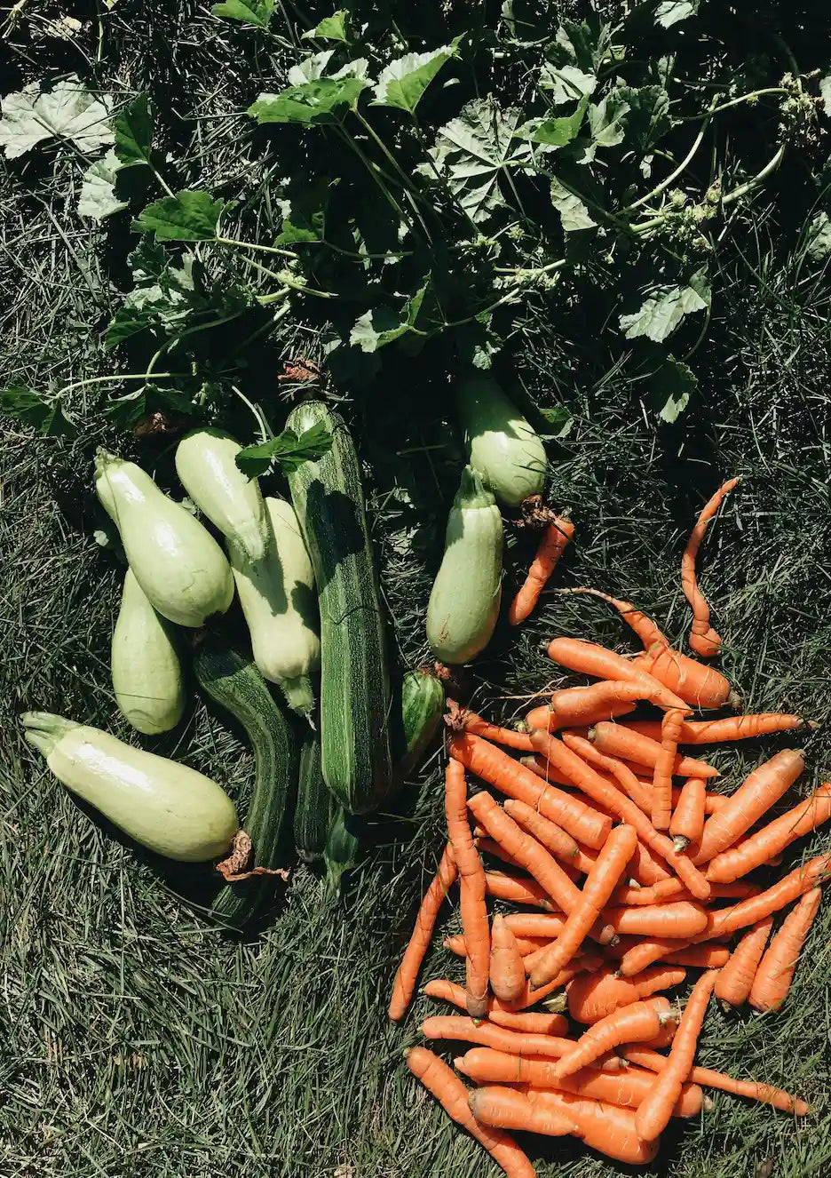 Les légumes les plus faciles à faire pousser en serre en 2026 !