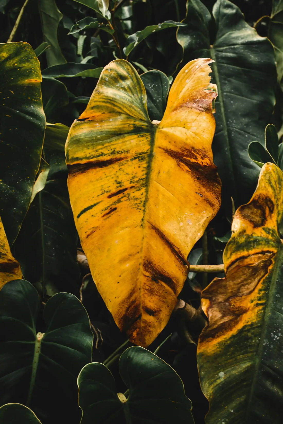 Plants qui jaunissent sous serre : toutes les causes et les solutions !