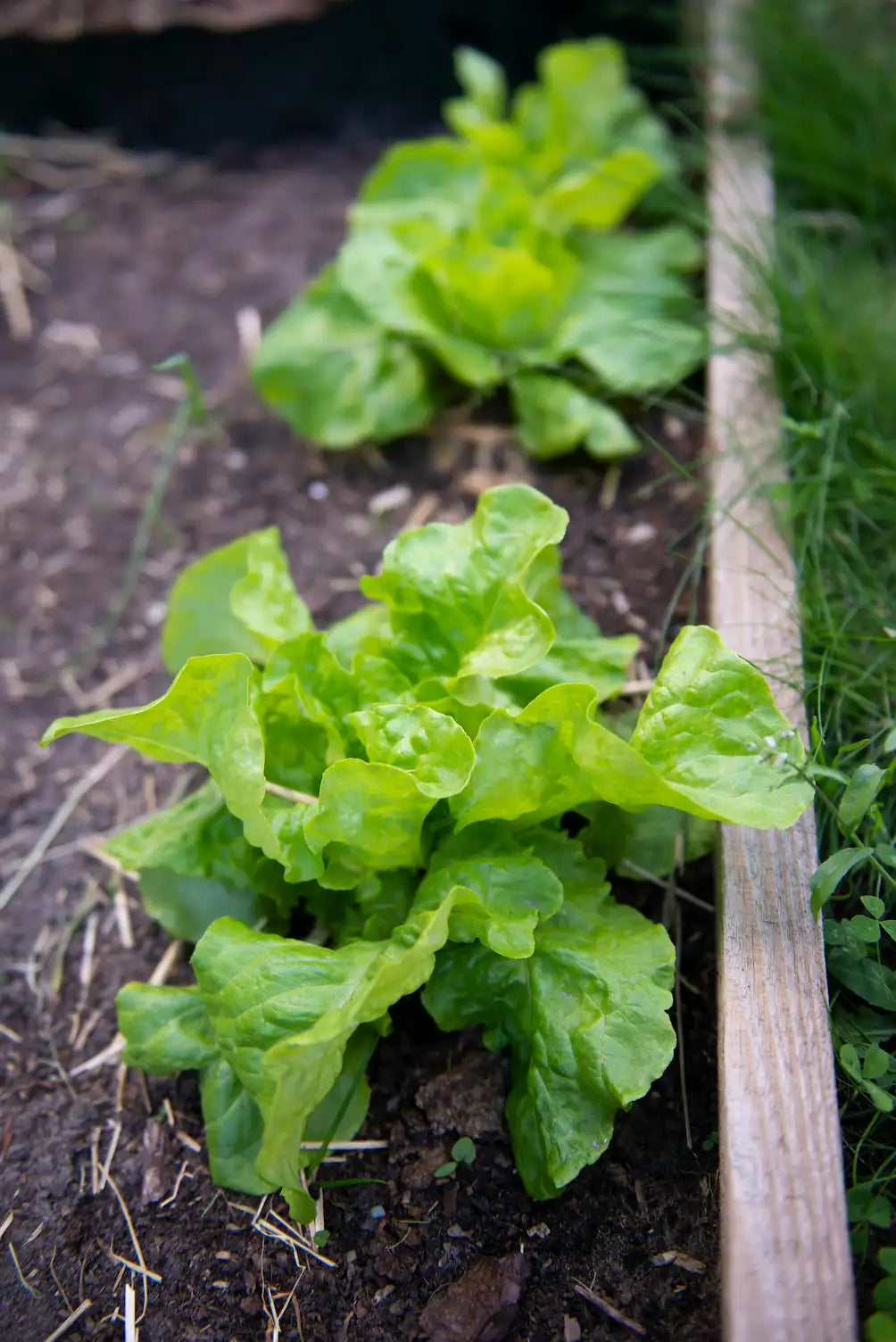 Cultiver des Salades en Serre Toute l'Année : Le Guide Facile 2026 !