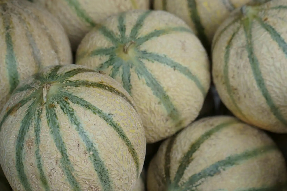 Melons sous serre : les conditions idéales pour une belle récolte