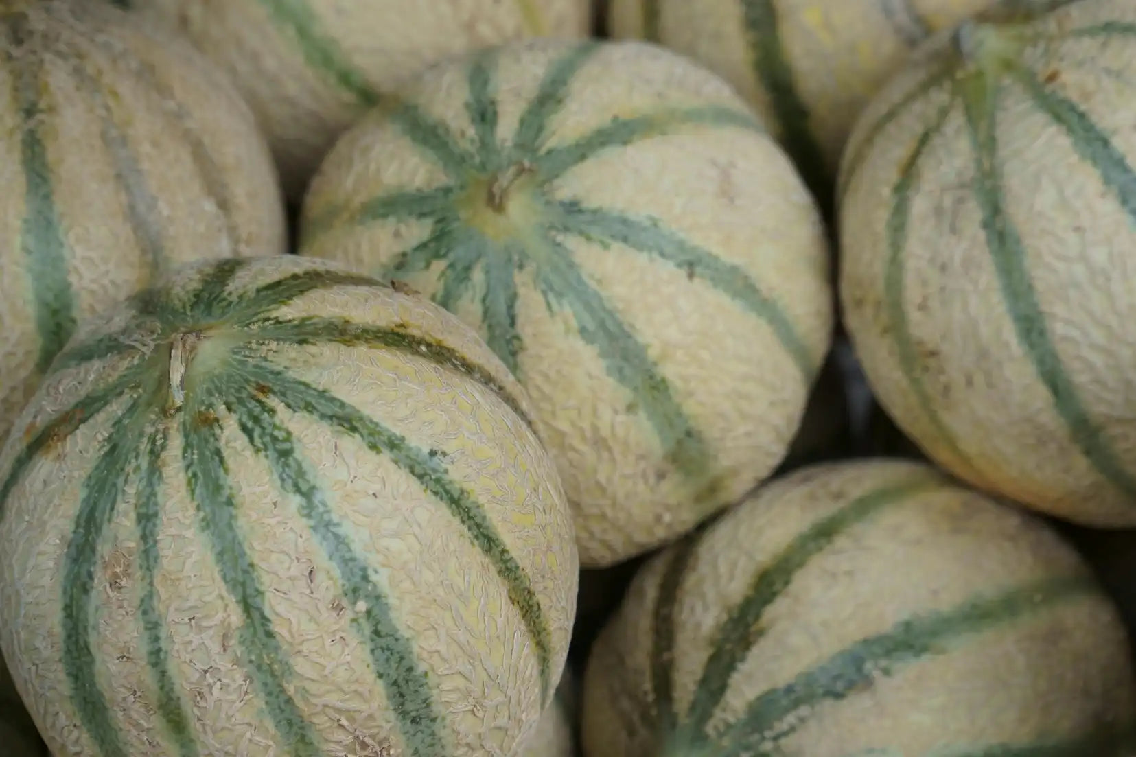 Melons sous serre : les conditions idéales pour une belle récolte