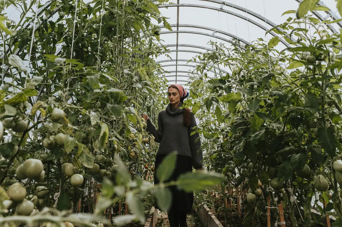Quelle serre pour les tomates ?