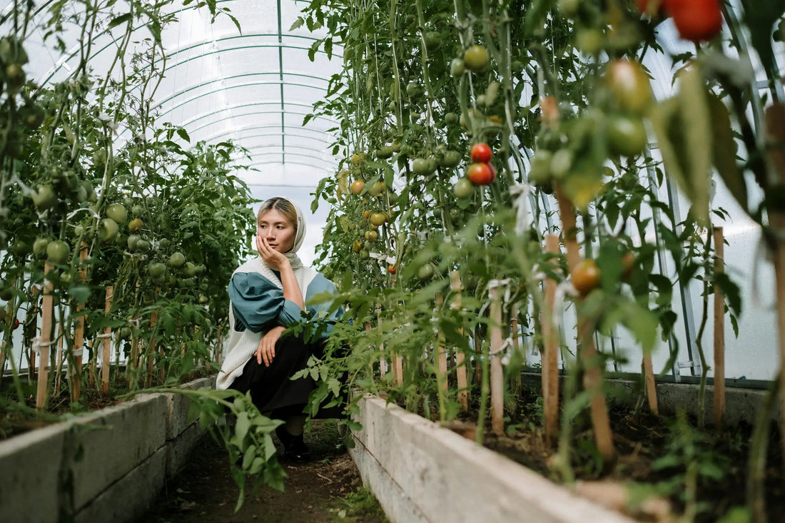 Maladies des tomates en potager