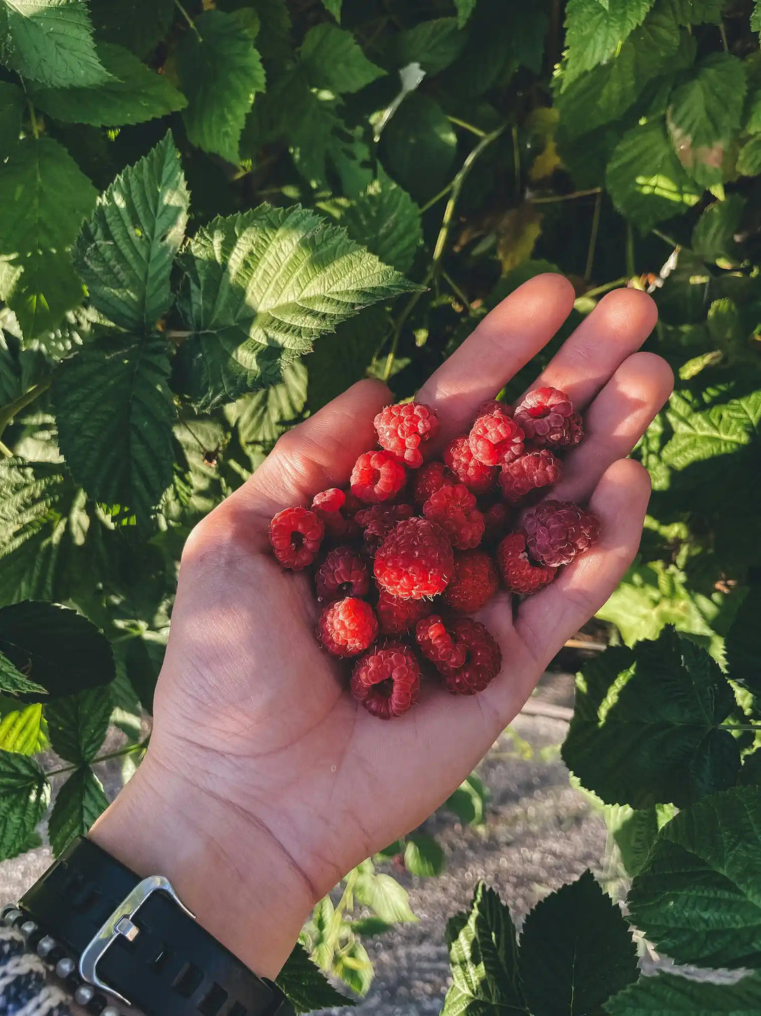Cultiver des Framboises en Serre : Le Guide Complet pour Débutants !