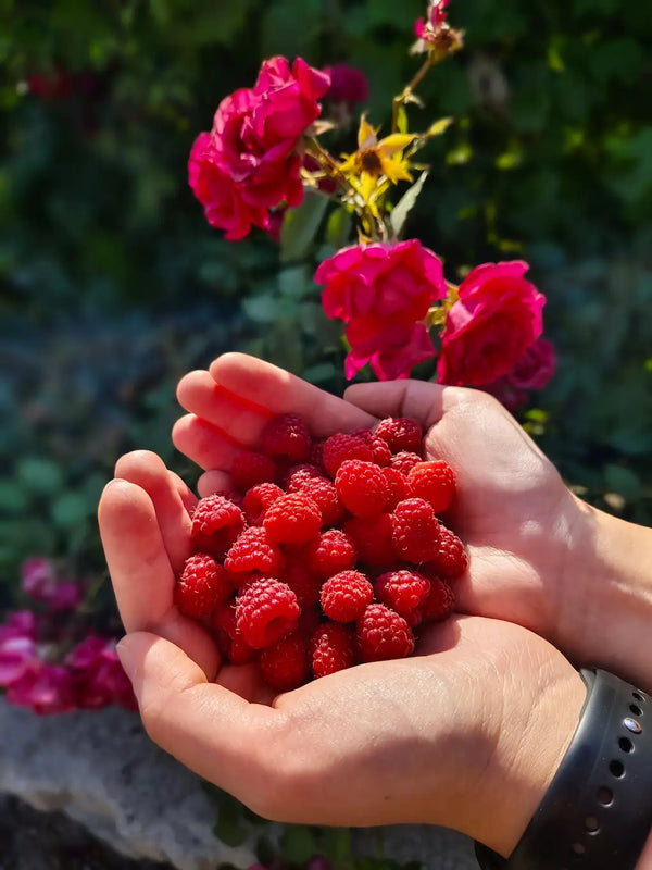 Framboises sous serre hors-saison : mythe ou vraie possibilité ?