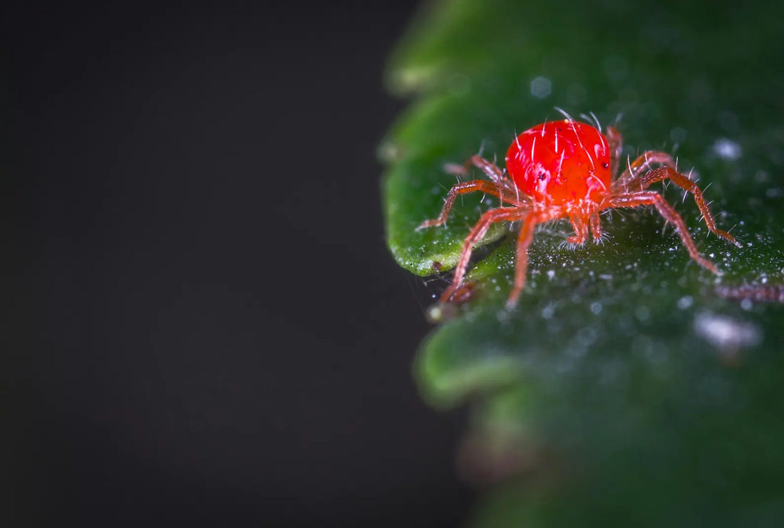 Araignées rouges en serre : le traitement efficace et naturel