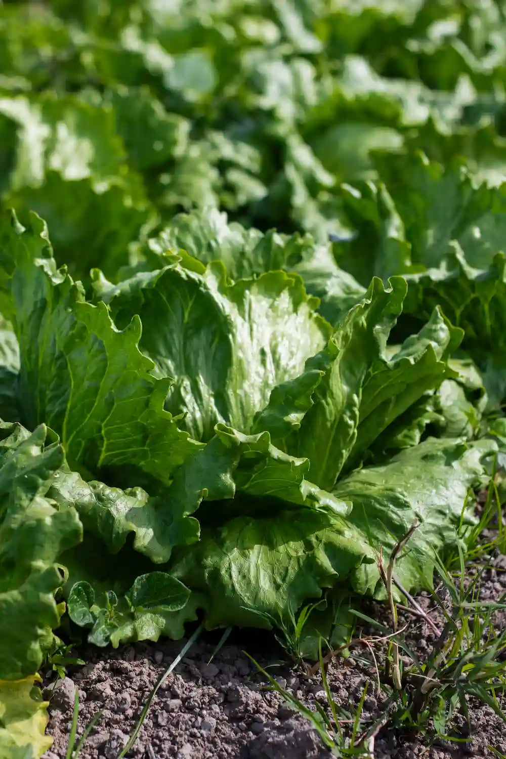 Laitues sous serre : quelle variété choisir pour récolter vite ?