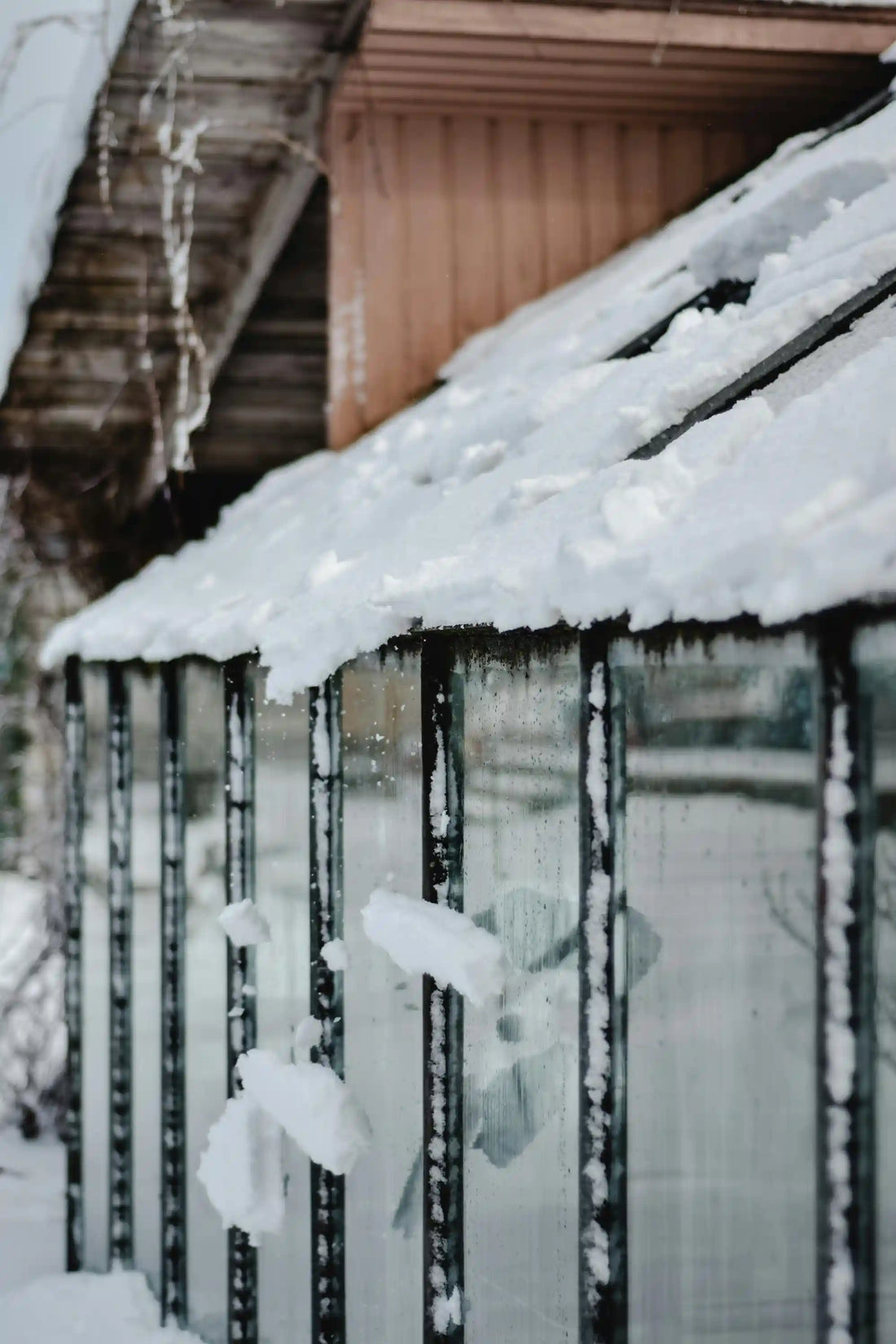 Cultiver sous serre en hiver sans chauffage : variétés résistantes