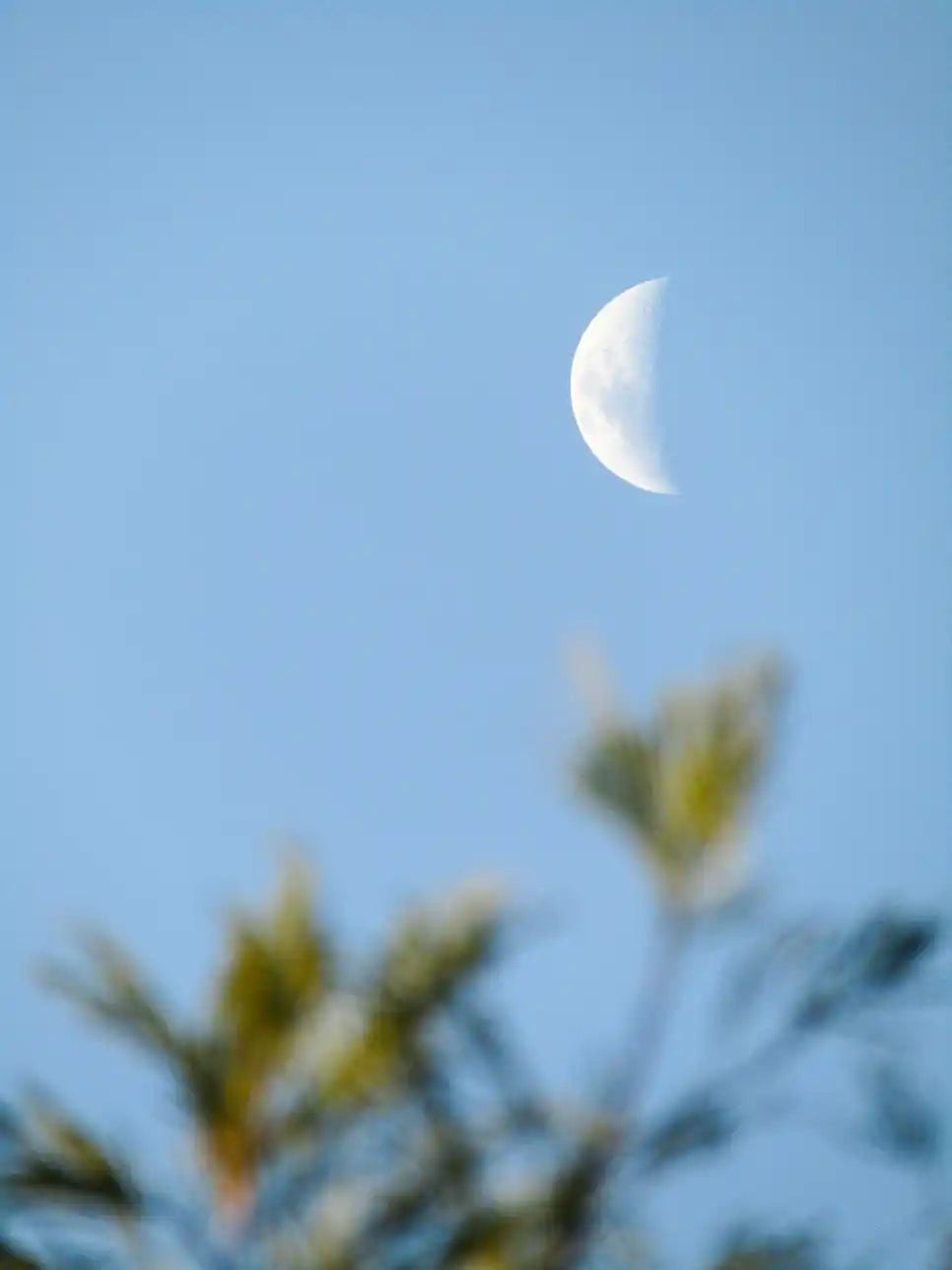 Votre serre transformée par le calendrier lunaire !