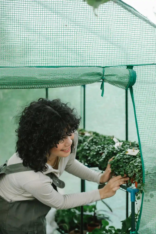 Serre de jardin pour débutant : les critères qui comptent vraiment !