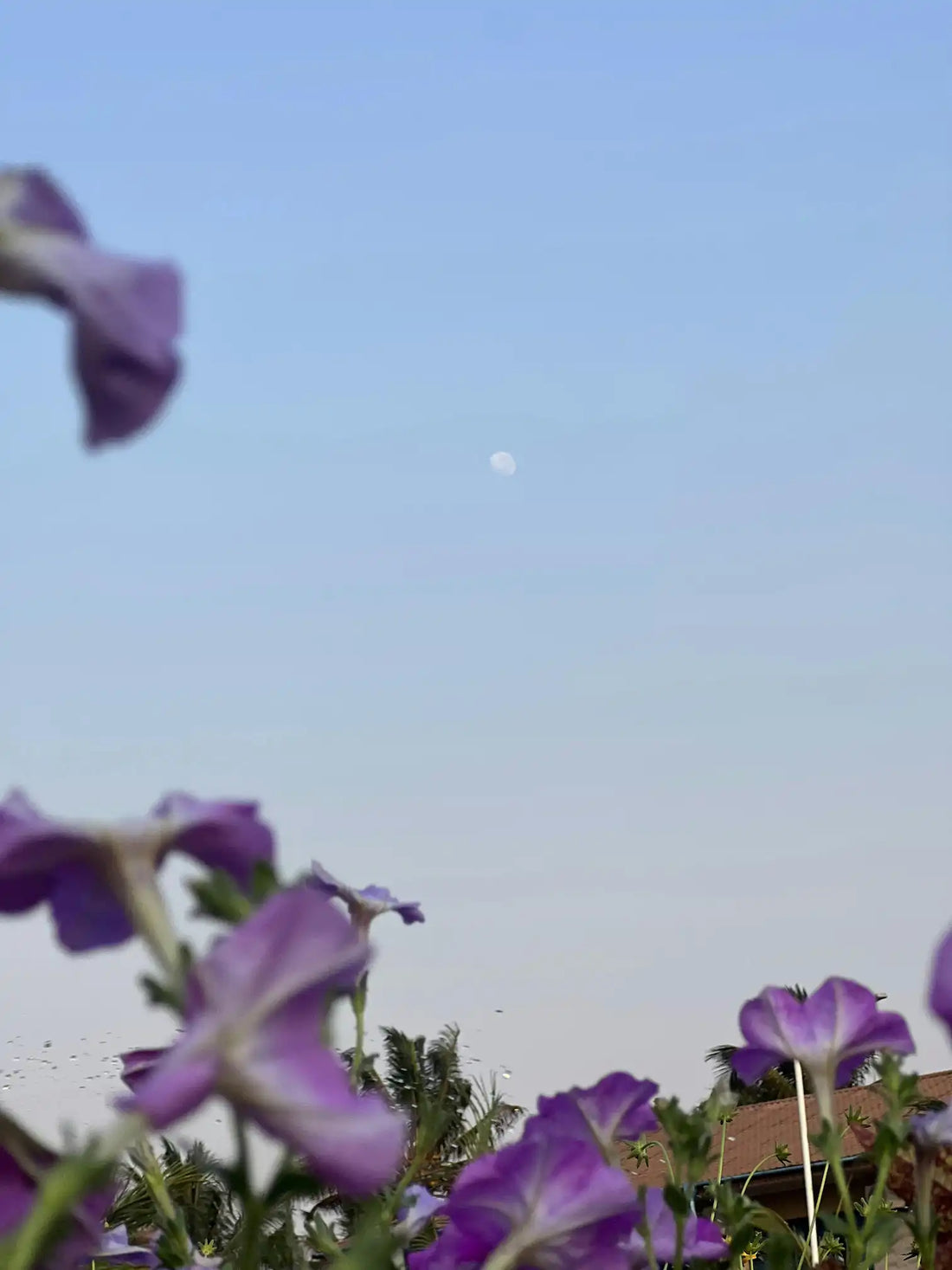 Jardinage lunaire : mythe ou méthode efficace ?