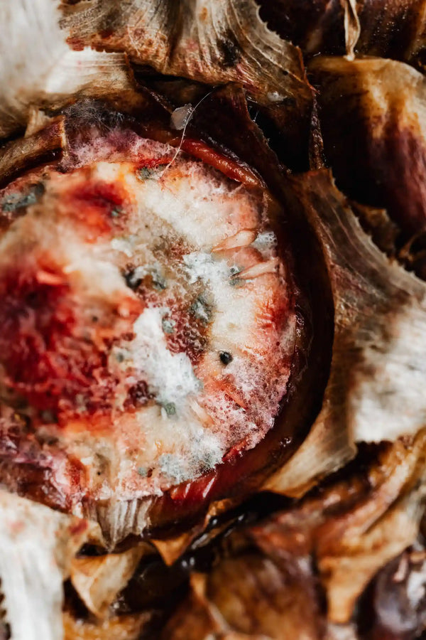 Botrytis sous serre : reconnaître la pourriture grise et la stopper
