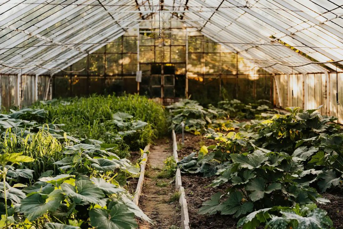 Serre de jardin : combien ça rapporte vraiment ?