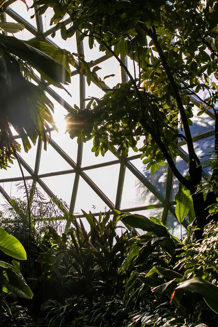 Serre de jardin pas chère : les erreurs à éviter avant d’acheter