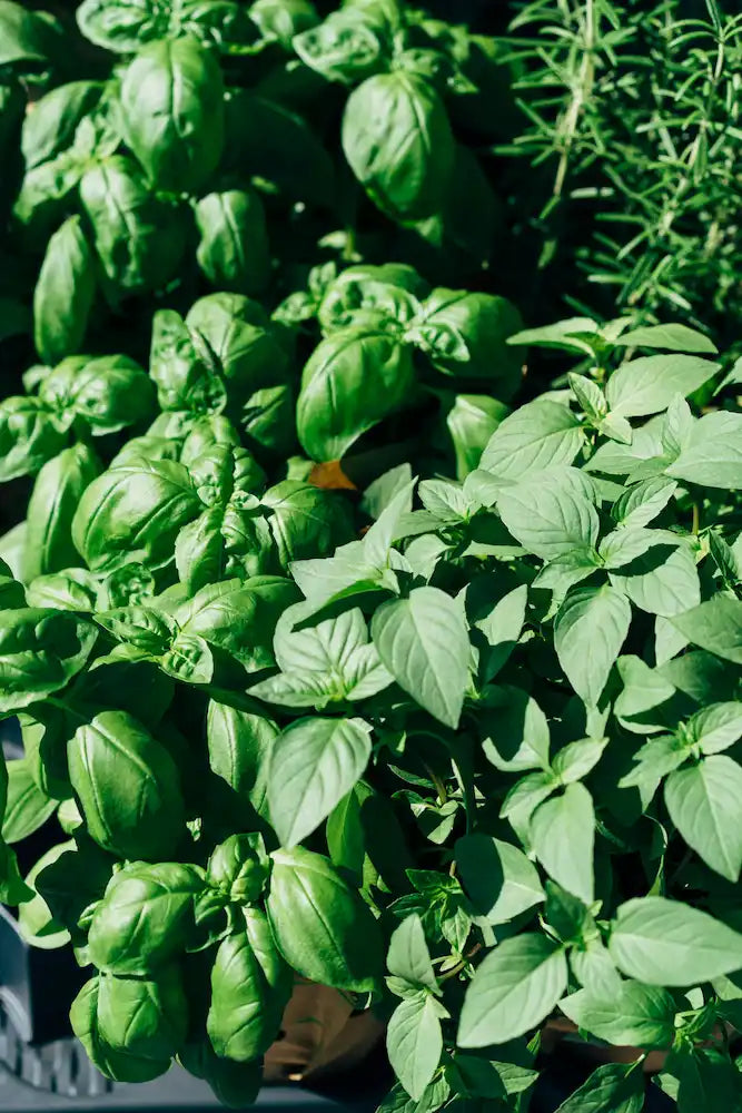 Cultiver du Basilic et des Herbes Aromatiques : Le Guide Complet !