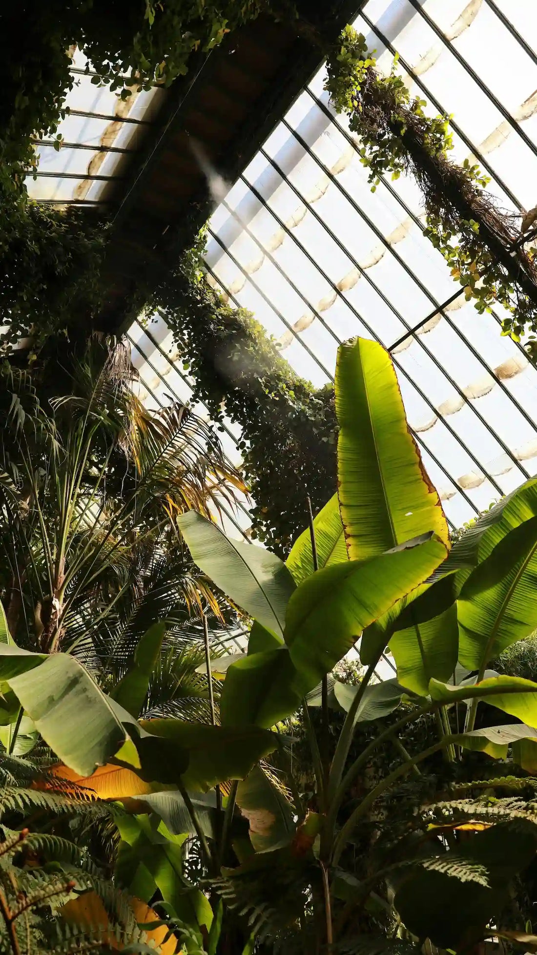 Où installer une serre dans son jardin pour un maximum de soleil ? 