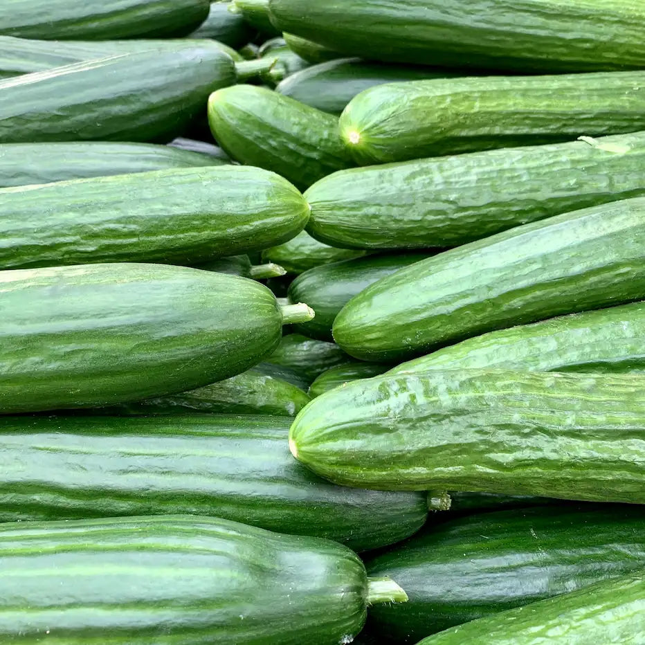 Cultiver des Concombres en Serre : Semis, Entretien et Récolte !