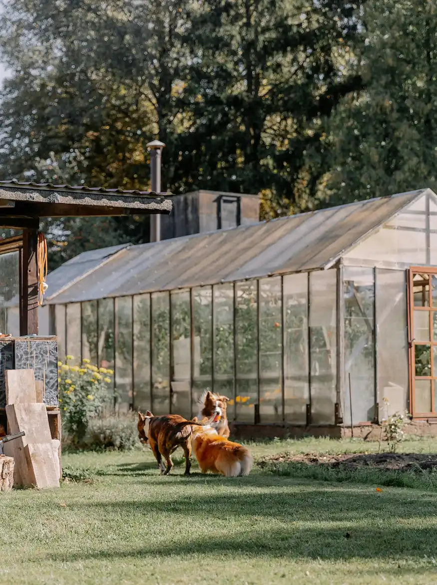 Serre de jardin face au vent : comment choisir la bonne structure ?