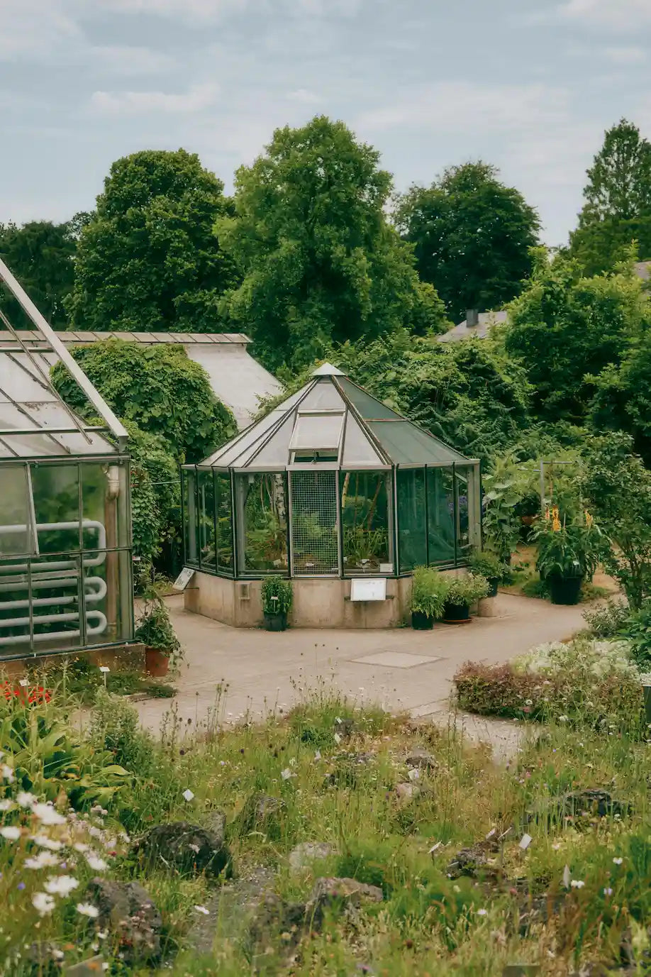 Cultiver des tomates en serre polycarbonate : guide complet 2026 !