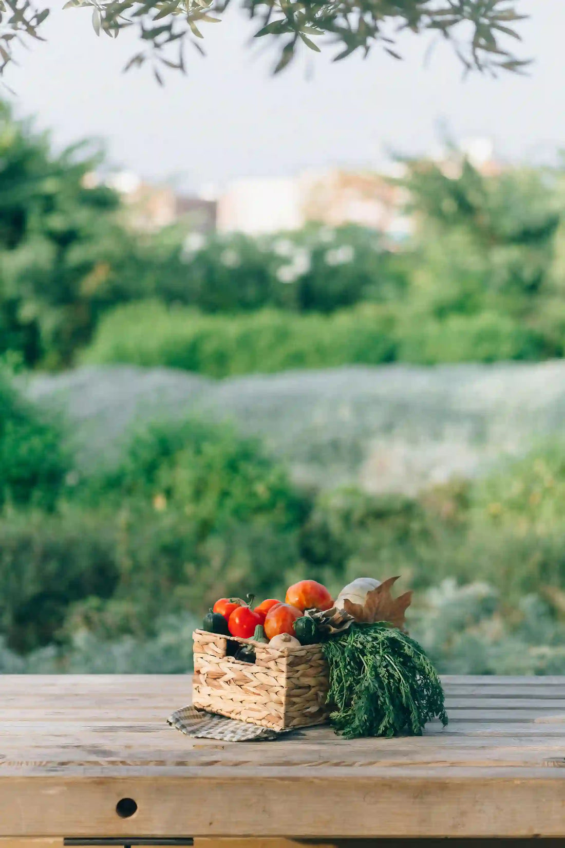 Produire et vendre ses légumes de serre : débuter en circuit court