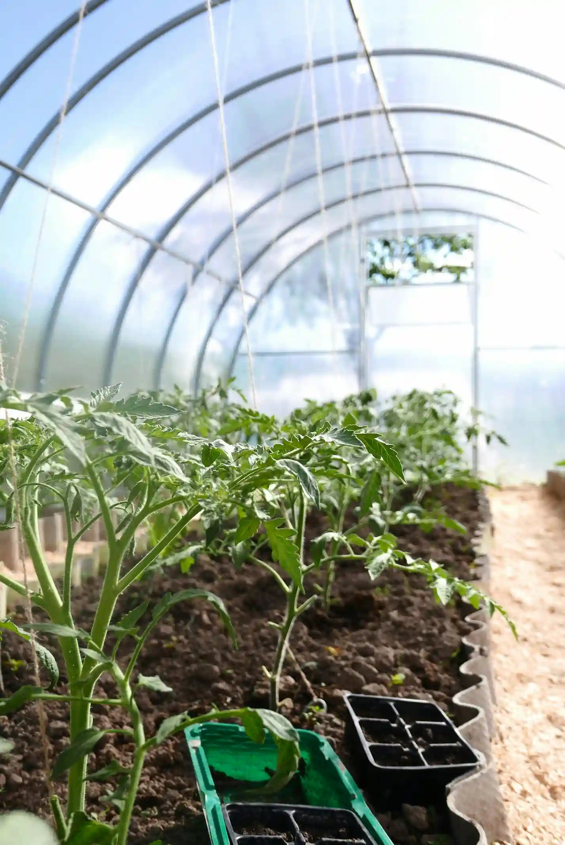 Que planter sous serre en été ? Le guide complet 2026