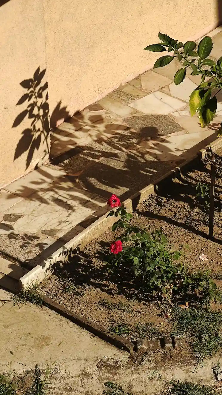 Quelle serre de jardin choisir pour un petit espace ?
