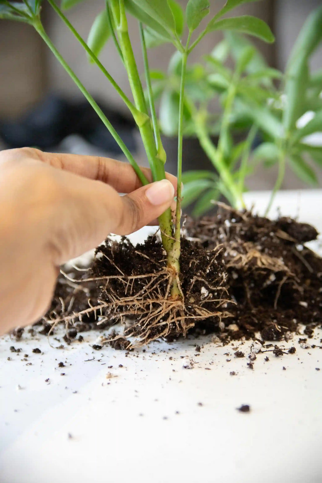 Bouturage sous serre : multiplier ses plants toute l'année