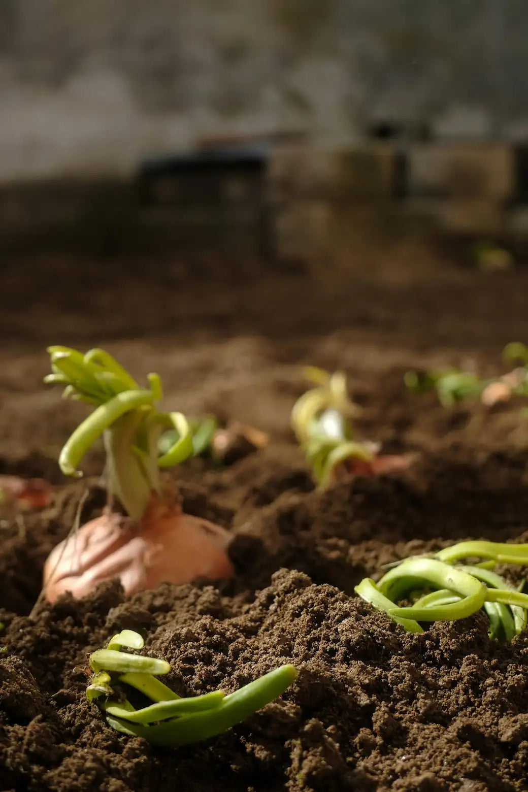 Plants en serre qui ne poussent pas : causes & solutions