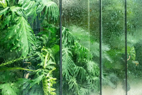 Trop d'humidité sous serre : causes, dégâts et solutions concrètes