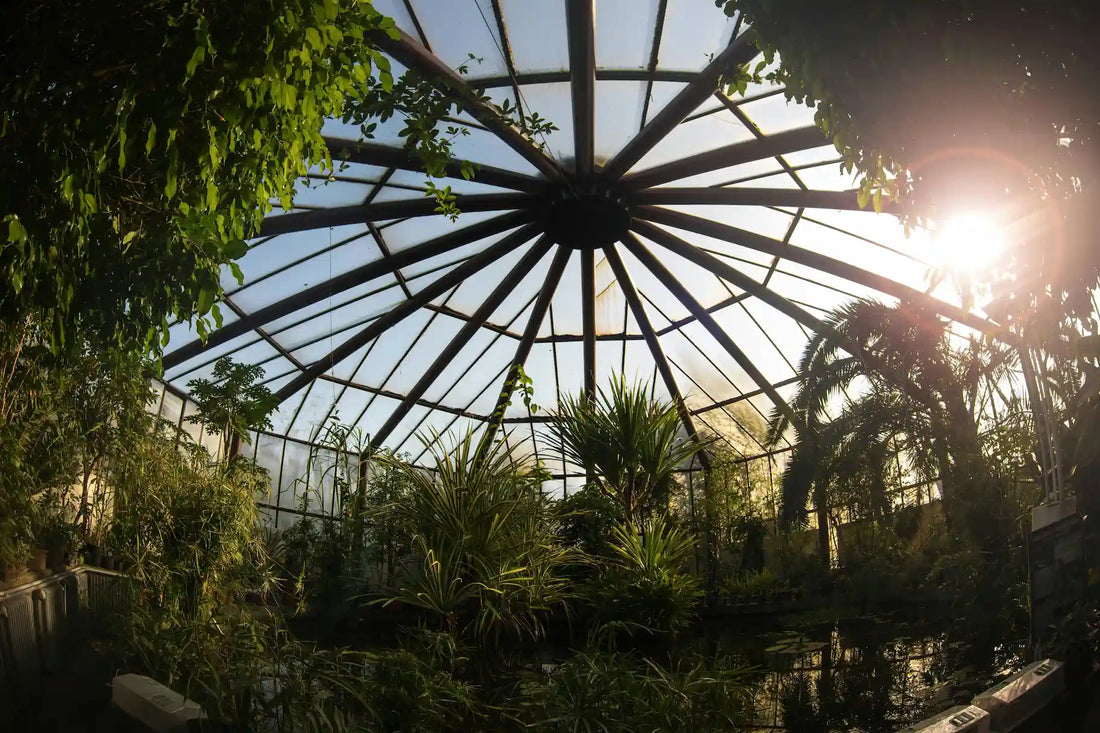 Comment protéger vos plantes des maladies dans une serre