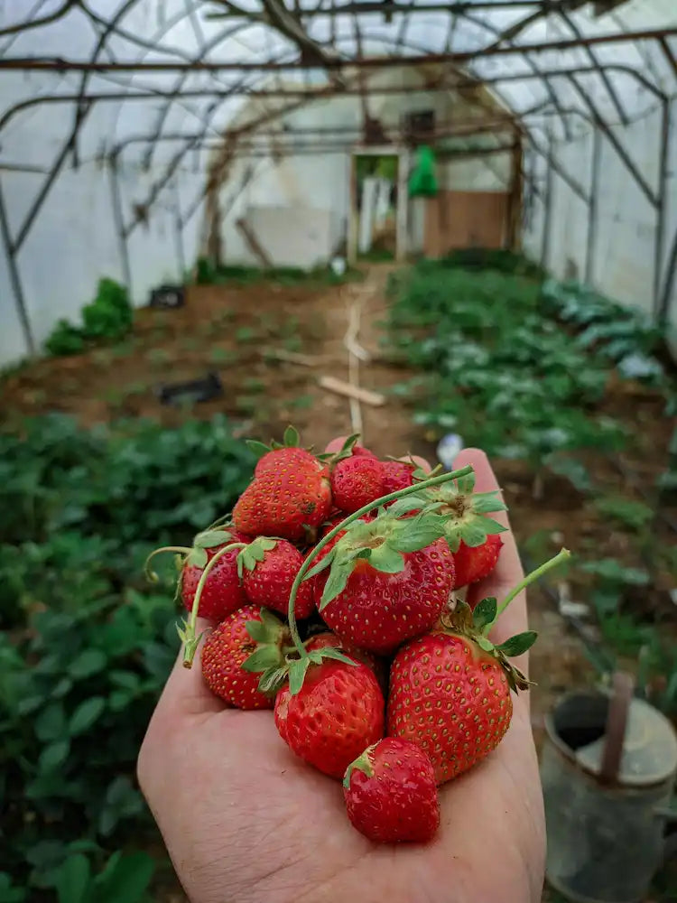 Cultiver des Fraises en Serre Toute l'Année : Le Guide Complet !