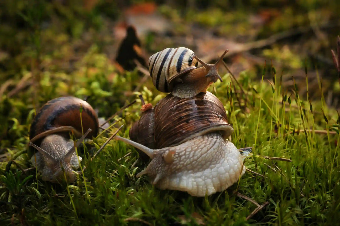 Limaces et escargots sous serre : protéger ses cultures efficacement !