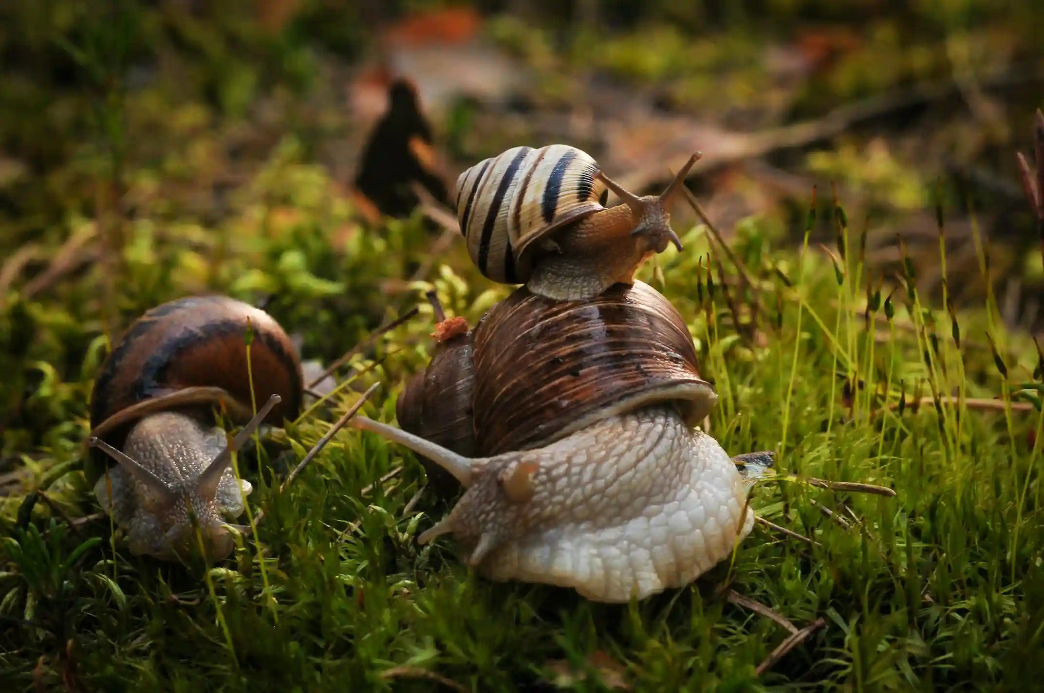 Limaces et escargots sous serre : protéger ses cultures efficacement !
