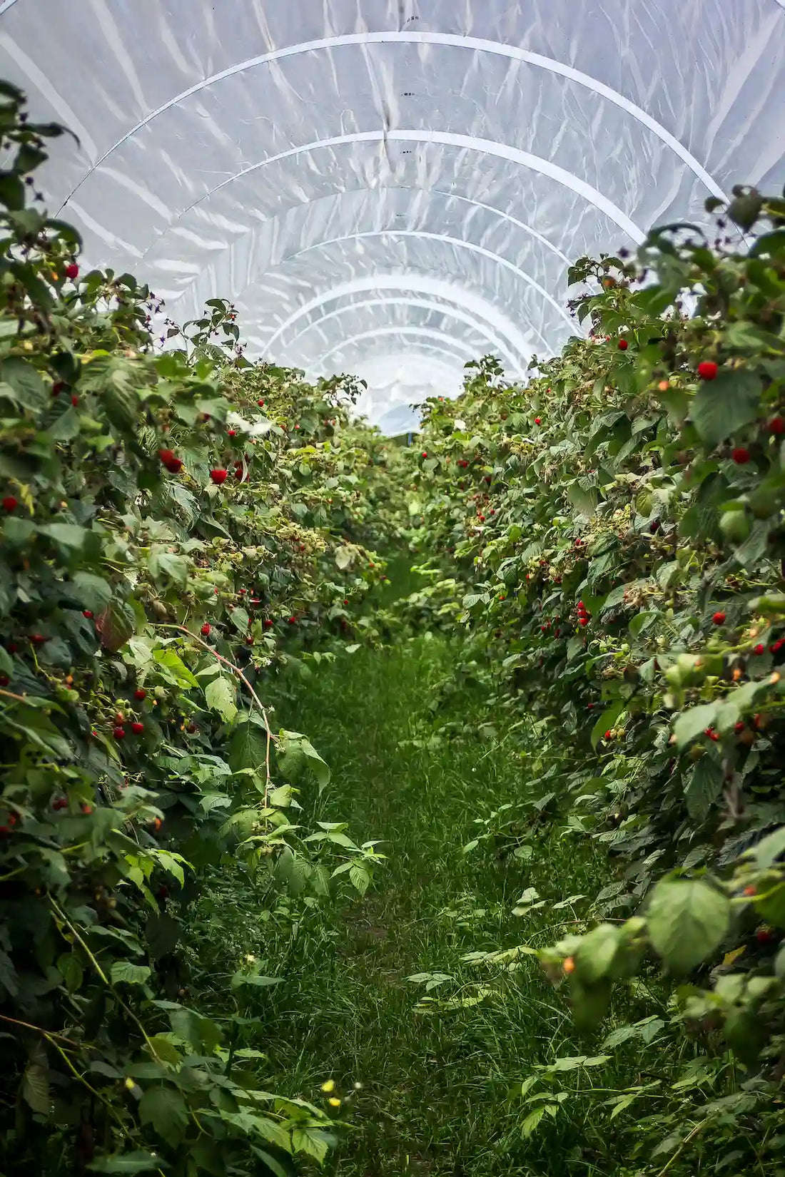 Que cultiver en serre au printemps ? Le guide complet