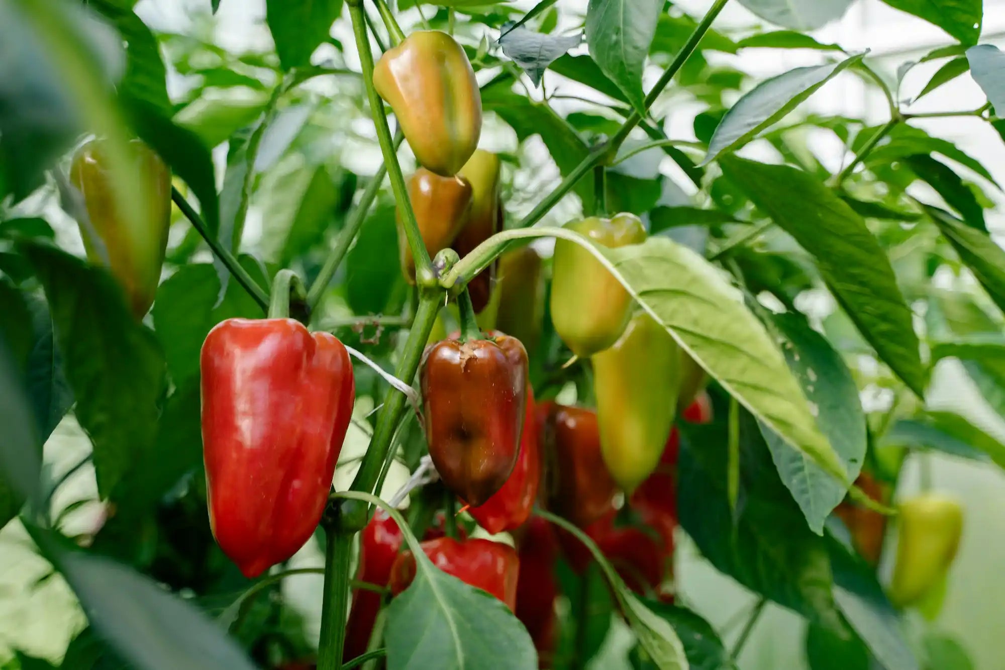 Poivrons en serre : plantation, taille et récolte étape par étape