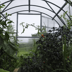 Vue intérieure culture tomate de serre de jardin en polycarbonate 
