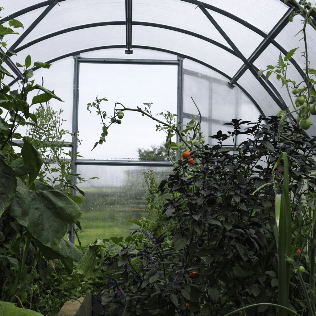 Vue intérieure culture tomate de serre de jardin en polycarbonate 
