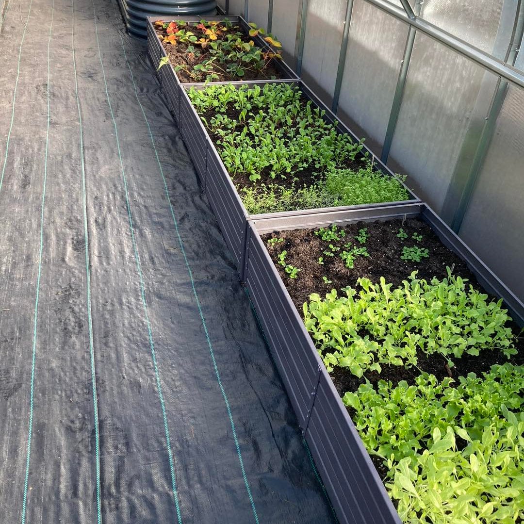 serre de jardin tunnel polycarbonate L'intemporelle (12m²) en 6mm vue intérieur culture salades - AtmoSerre